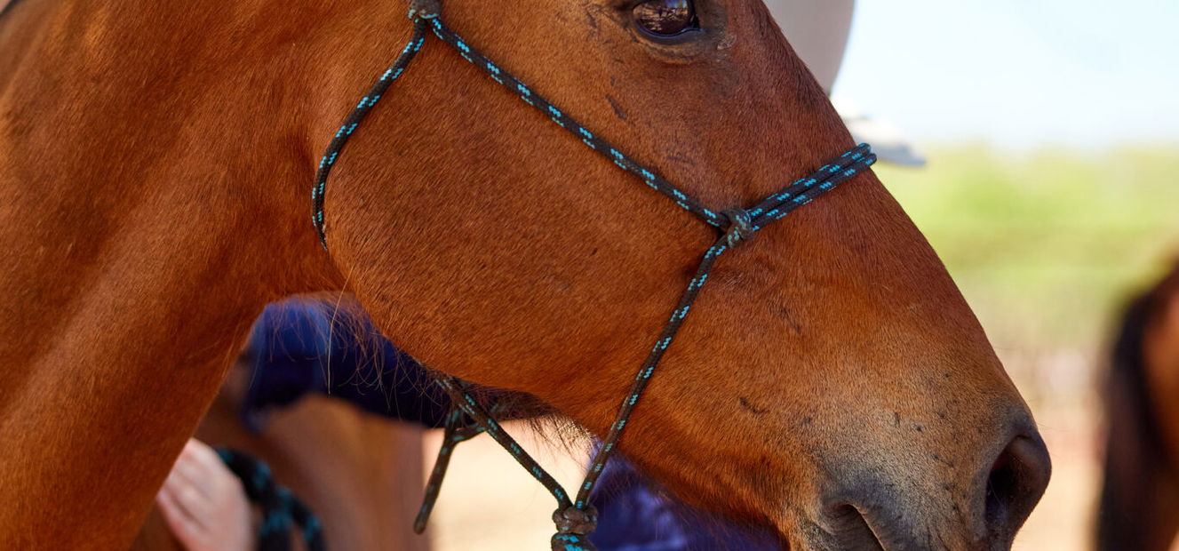The Top End Ride - horse riding holiday Northern Territory - Globetrotting