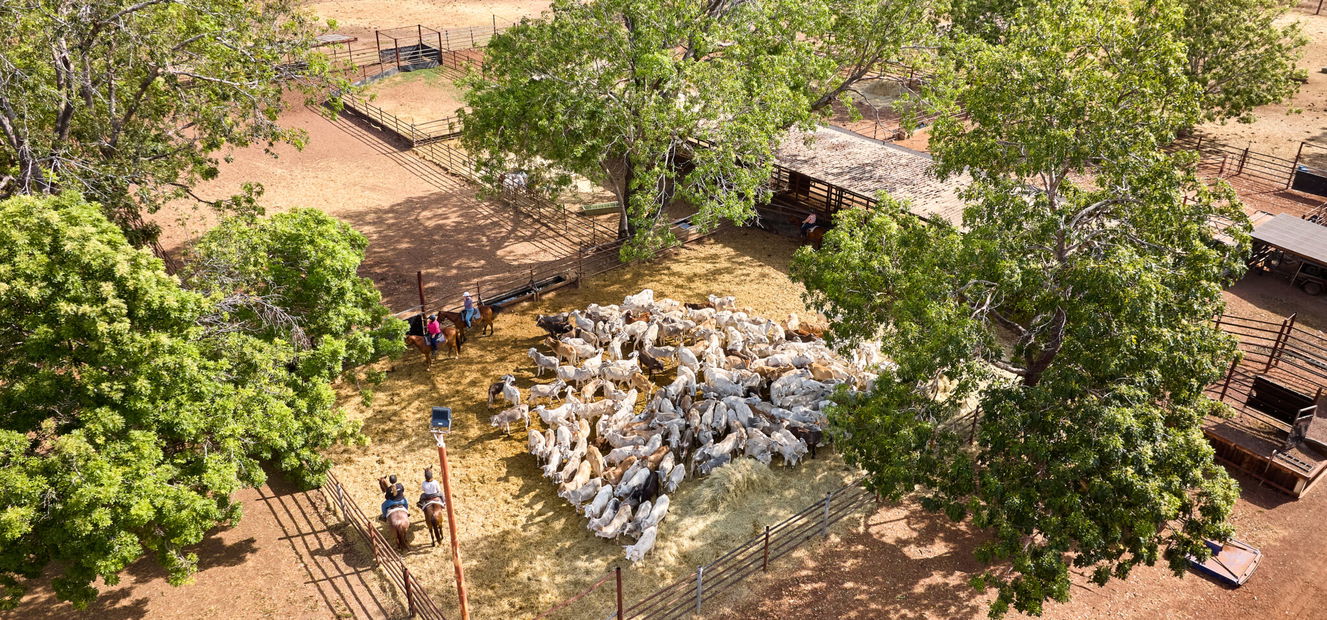 horse riding holiday Northern Territory