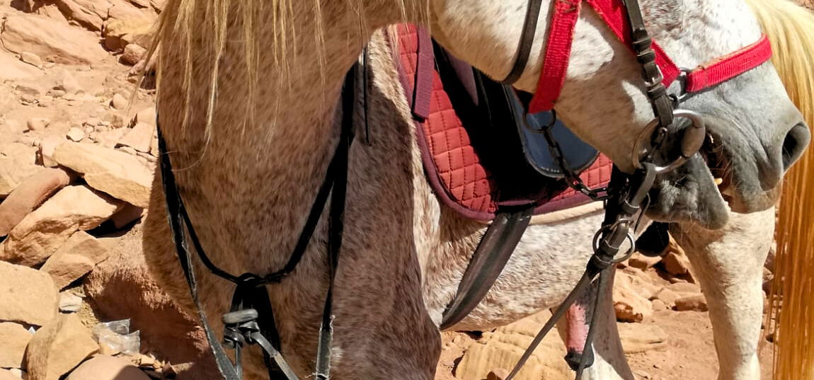 The Wadi Rum Ride, Jordan - Globetrotting horse riding holidays