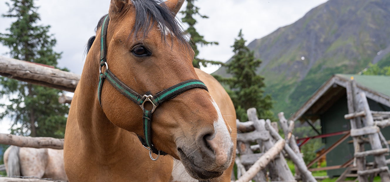 Alaska, USA - Globetrotting horse riding holidays