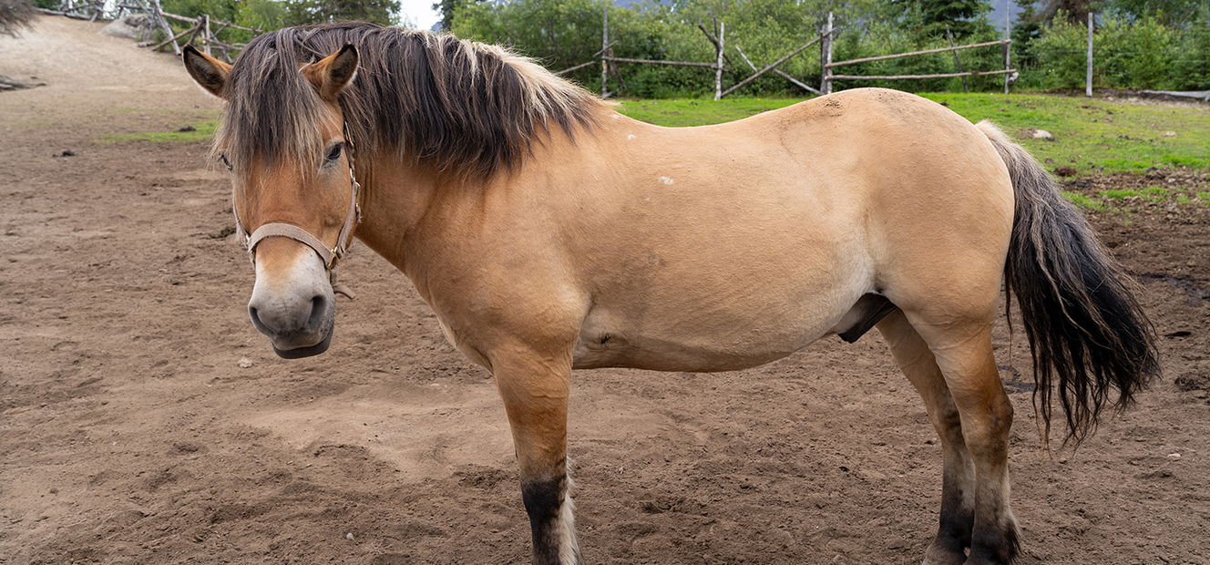 Alaska, USA - Globetrotting horse riding holidays