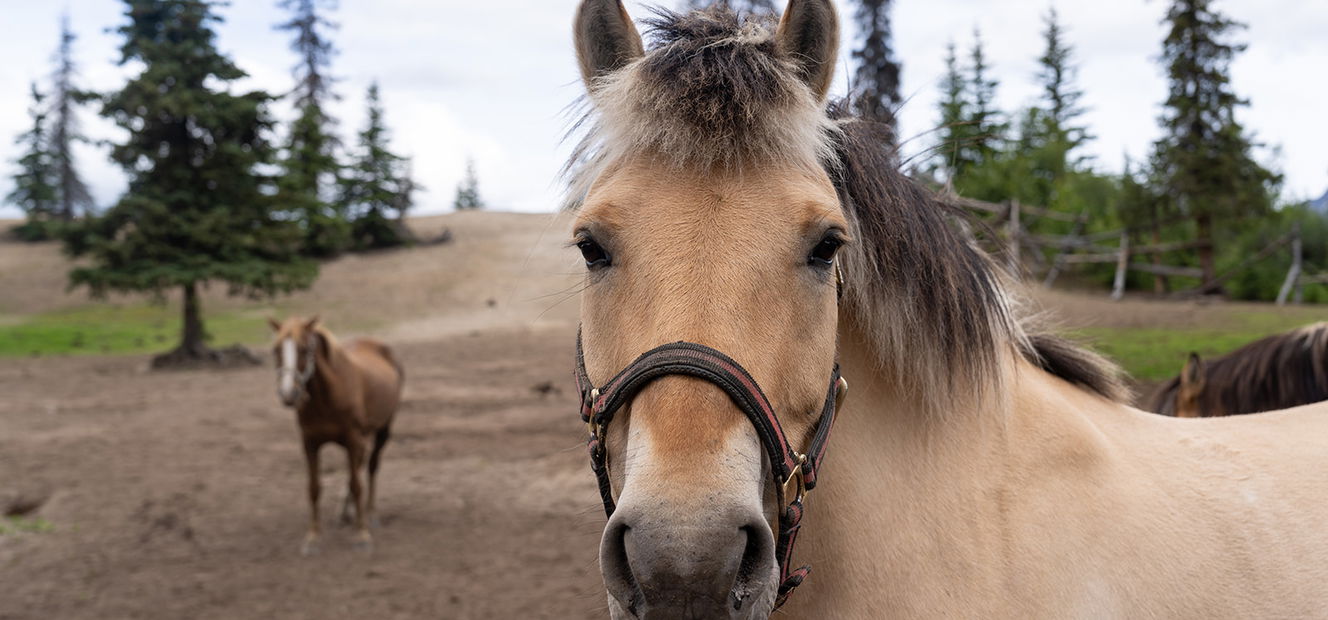 Alaska, USA - Globetrotting horse riding holidays