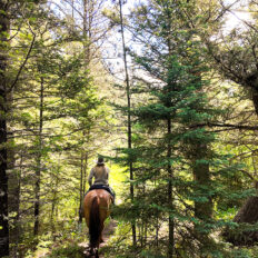 Ranch Ride in Hobson, Montana - Globetrotting horse riding holidays
