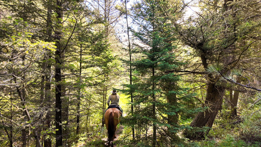 Ranch Ride in Hobson, Montana - Globetrotting horse riding holidays