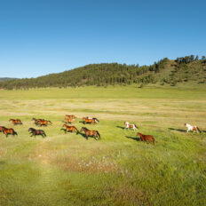 Ranch Ride in Hobson, Montana - Globetrotting horse riding holidays
