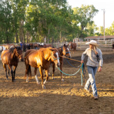 Ranch Ride in Hobson, Montana - Globetrotting horse riding holidays