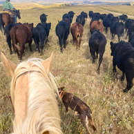 The Big Horn Cattle Drive, USA, Globetrotting Horse Riding Holidays