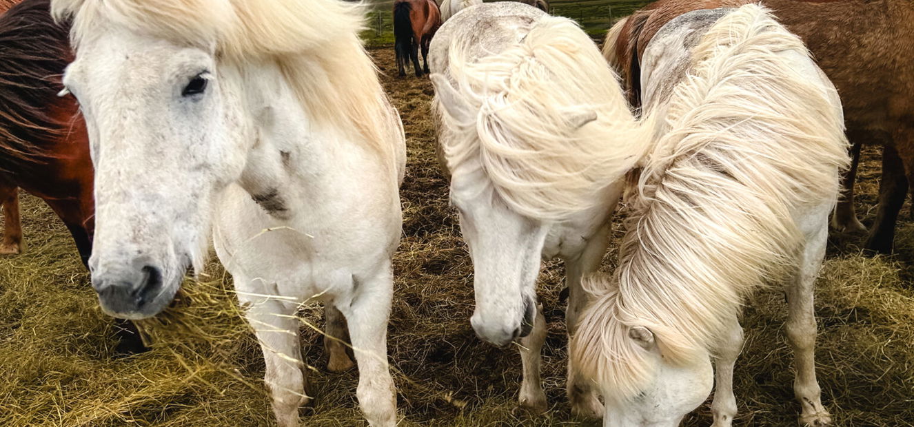 Touch of the Highlands Ride, Iceland