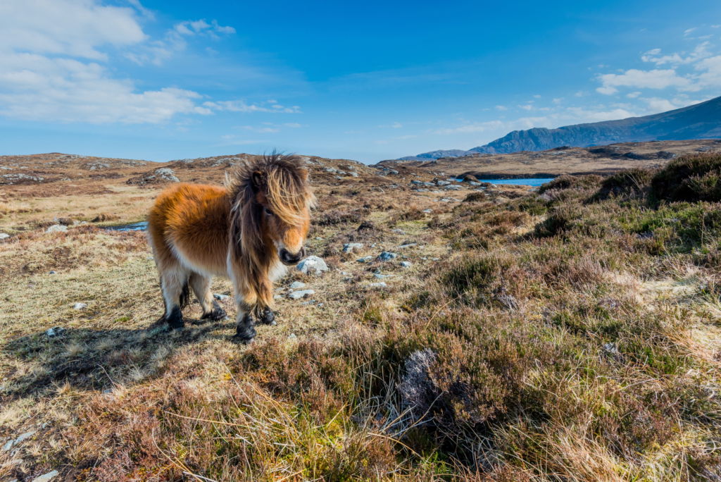 Horse Breed: Shetland Pony - Globetrotting horse riding holidays - image via Joe Turner / Shutterstock.