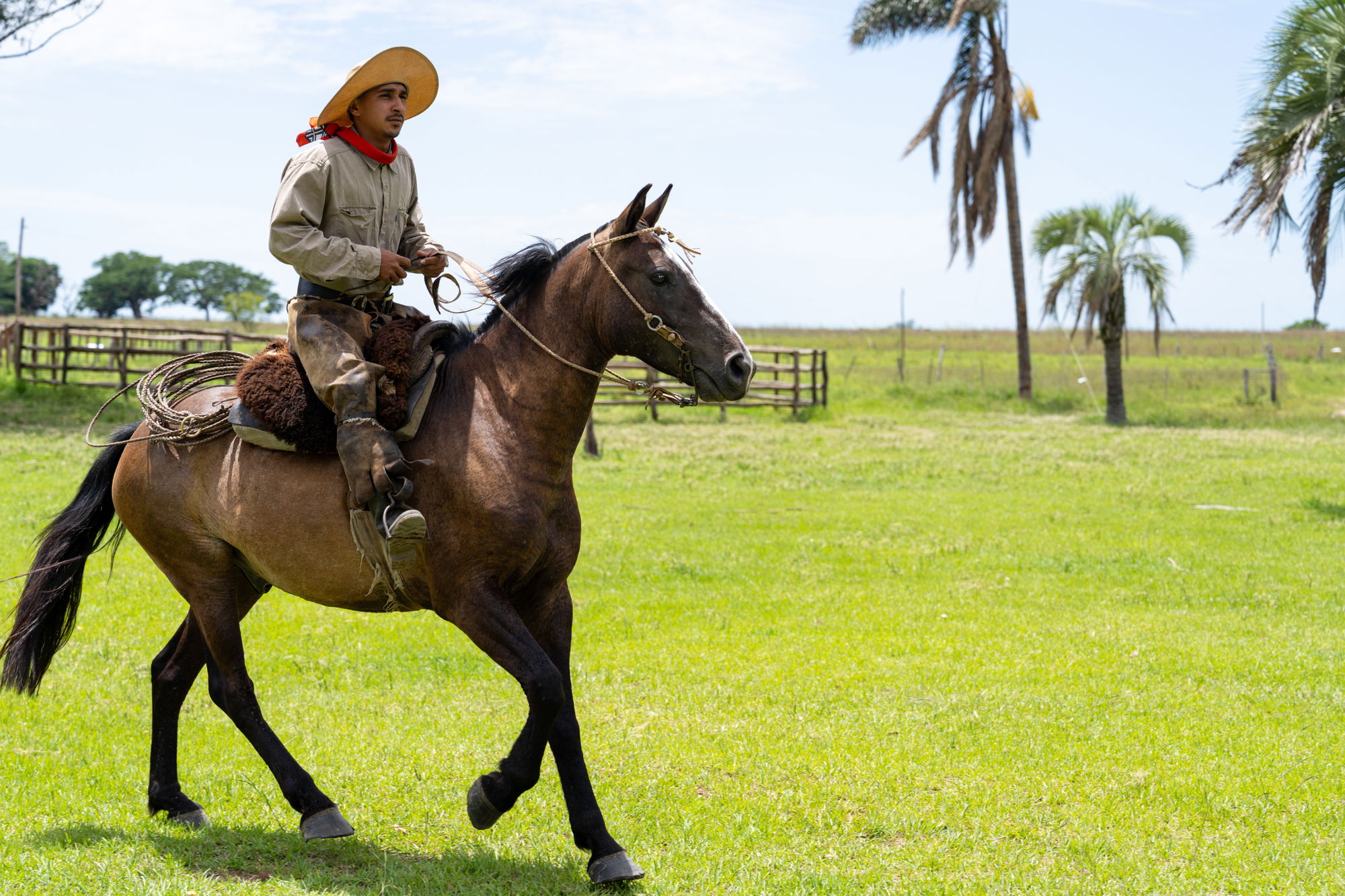 Horse Breed: Criollo - Globetrotting horse riding holidays: Corrientes, Argentina