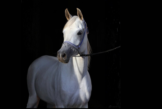shagya arabian, globetrotting, horse riding holidays