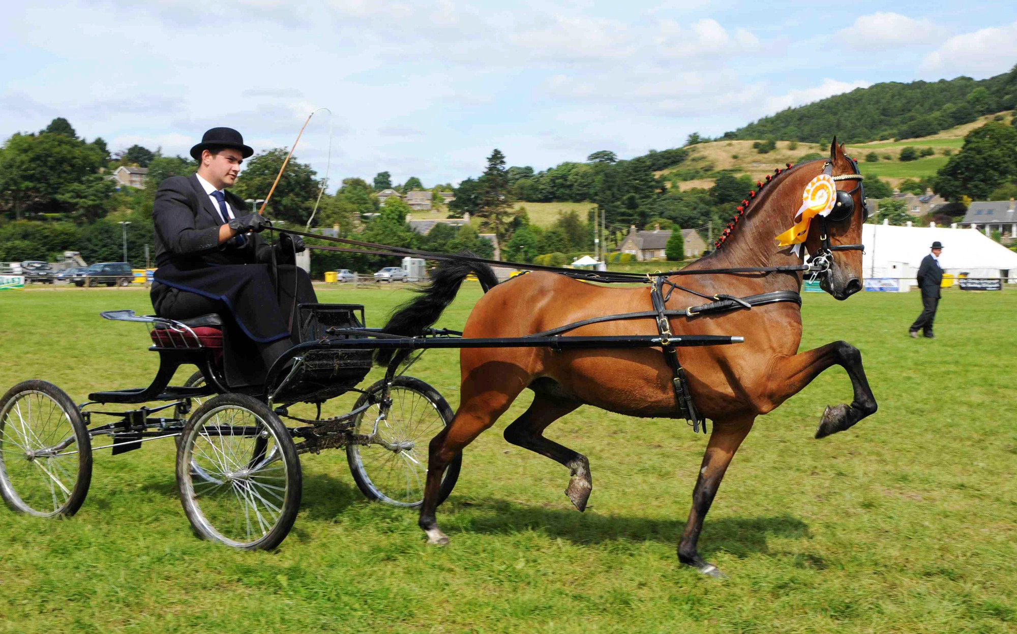 Hackney horse information