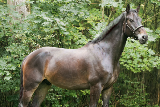 Horse Breed: Hanoverian - photo by Jacques Bopp on Unsplash - Globetrotting horse riding holidays