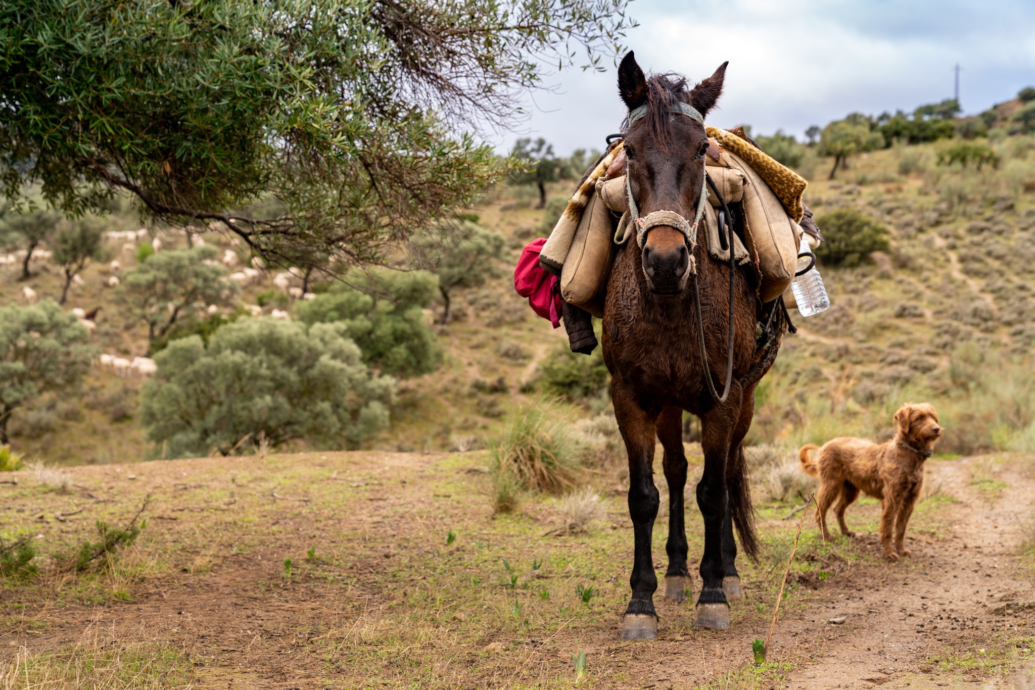 horse riding holiday in Andalusia, Spain