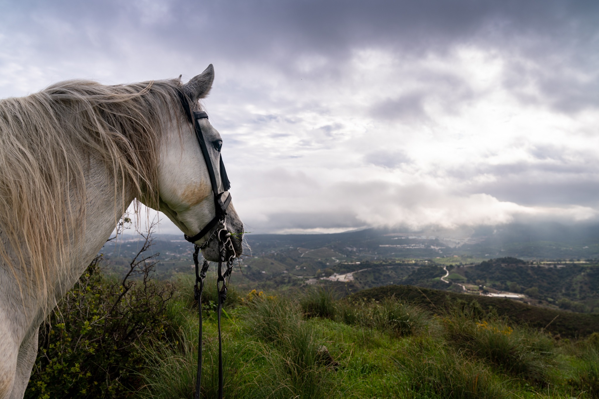 horse riding holiday in Andalusia, Spain