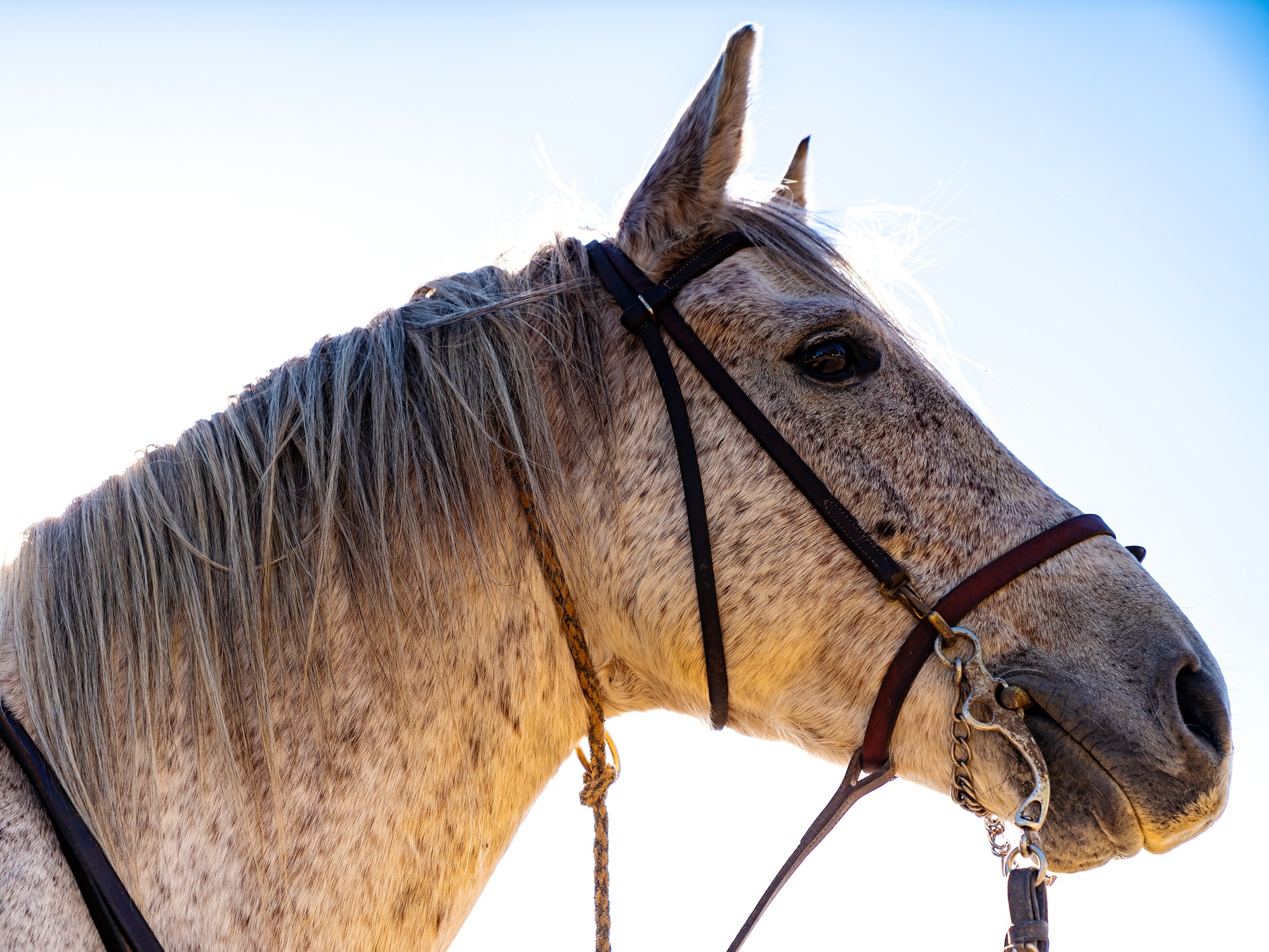 horse riding holiday in Camargue, France