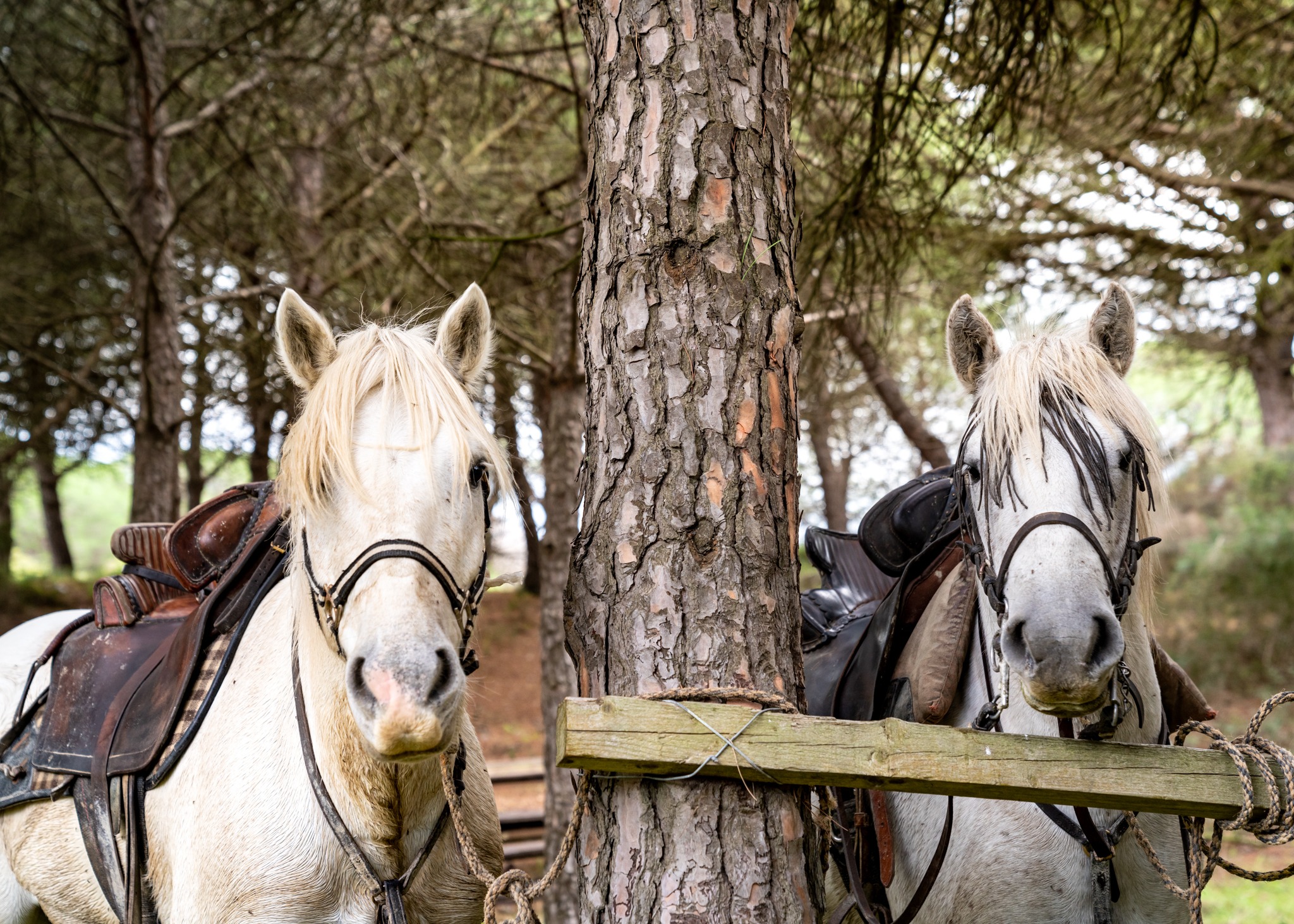 horse riding holiday in Camargue, France