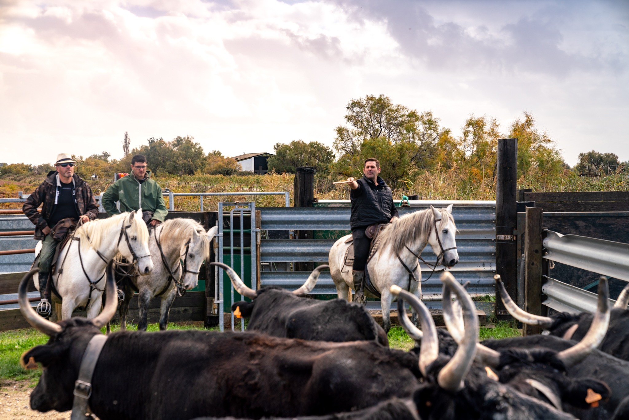 horse riding holiday in Camargue, France