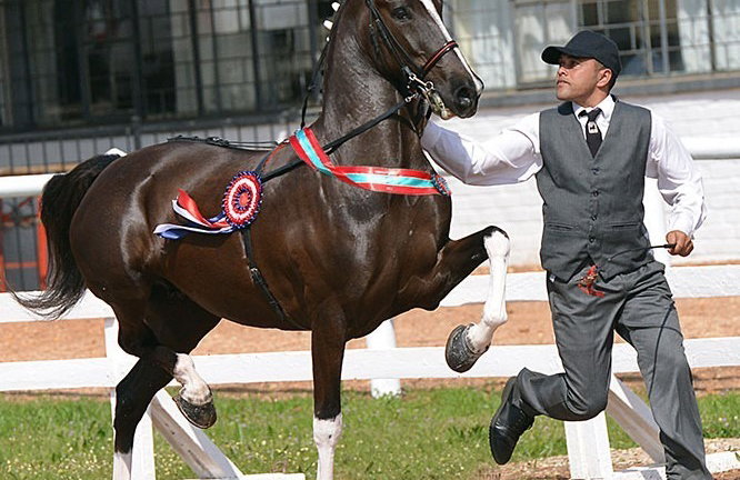 horse breed Hackney