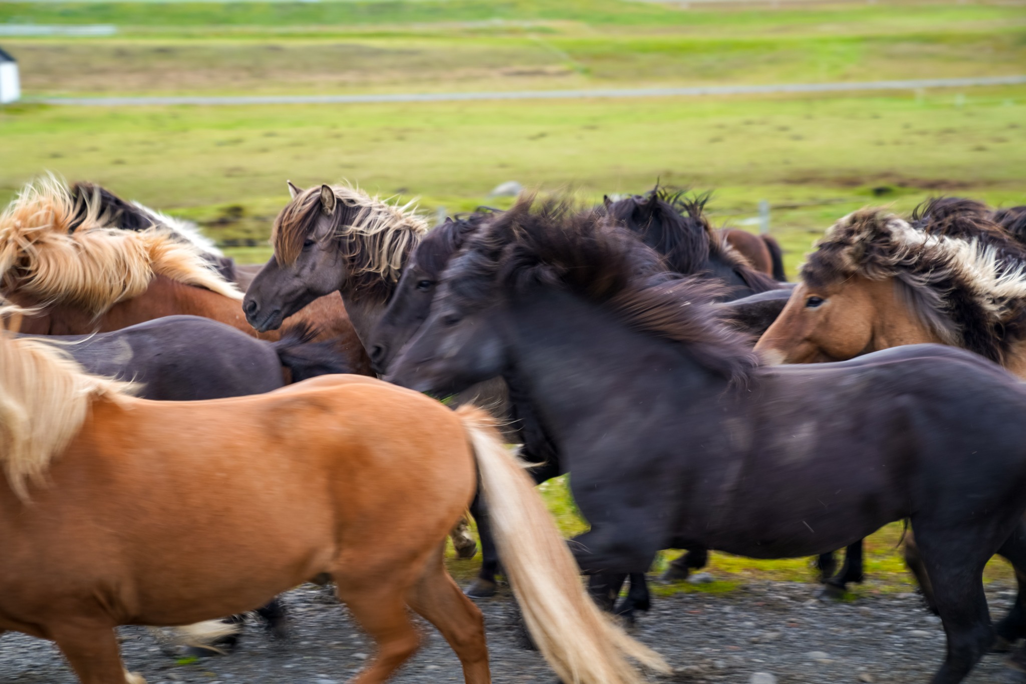 horse riding holiday in Iceland Wilderness Expedition