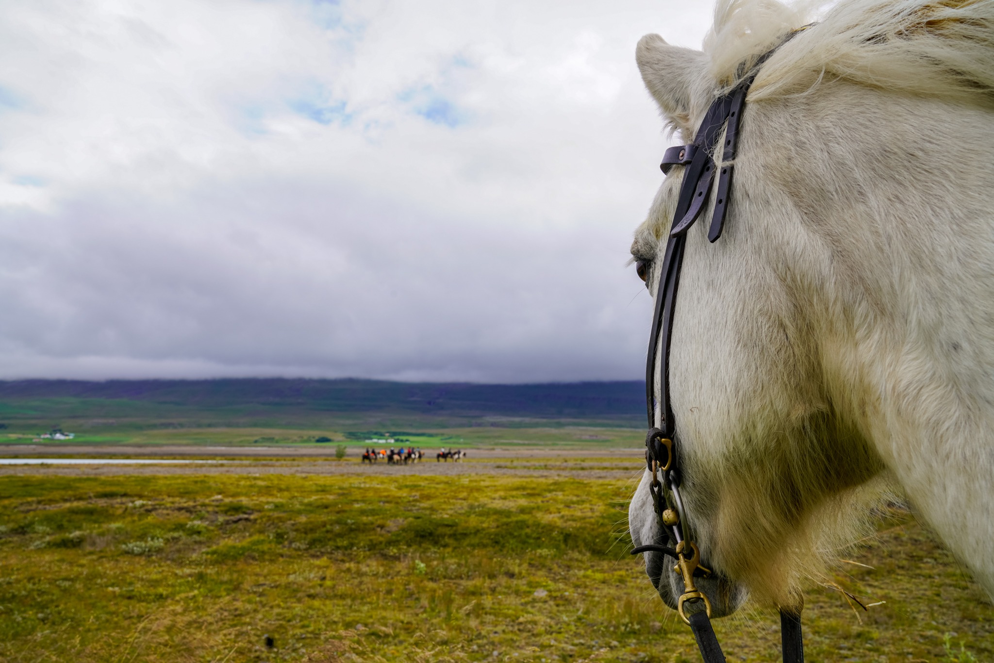 horse riding holiday in Iceland Wilderness Expedition