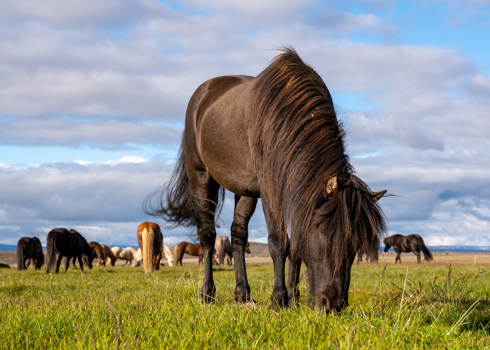 horse riding holiday in Iceland Wilderness Expedition