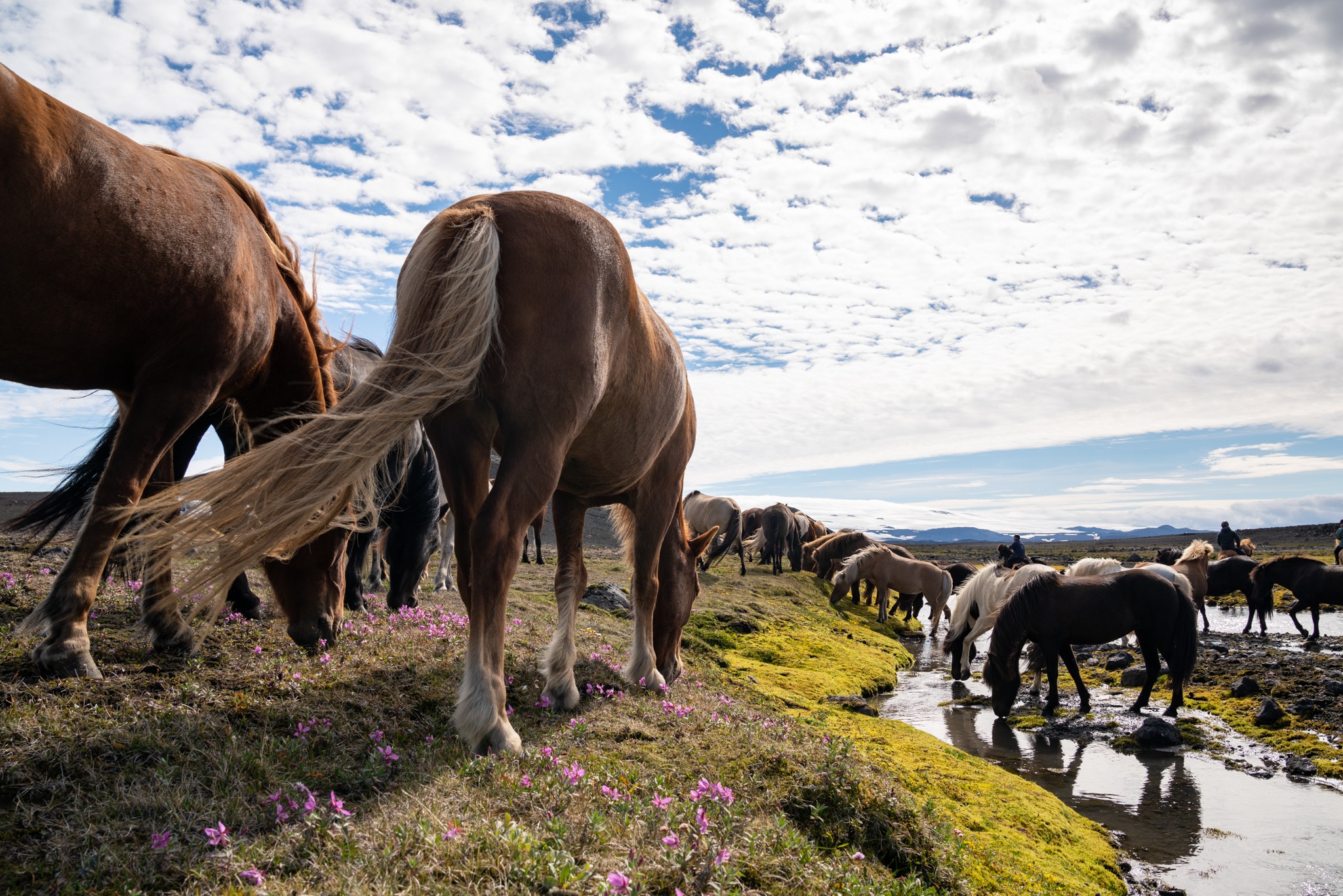 horse riding holiday in Iceland Wilderness Expedition