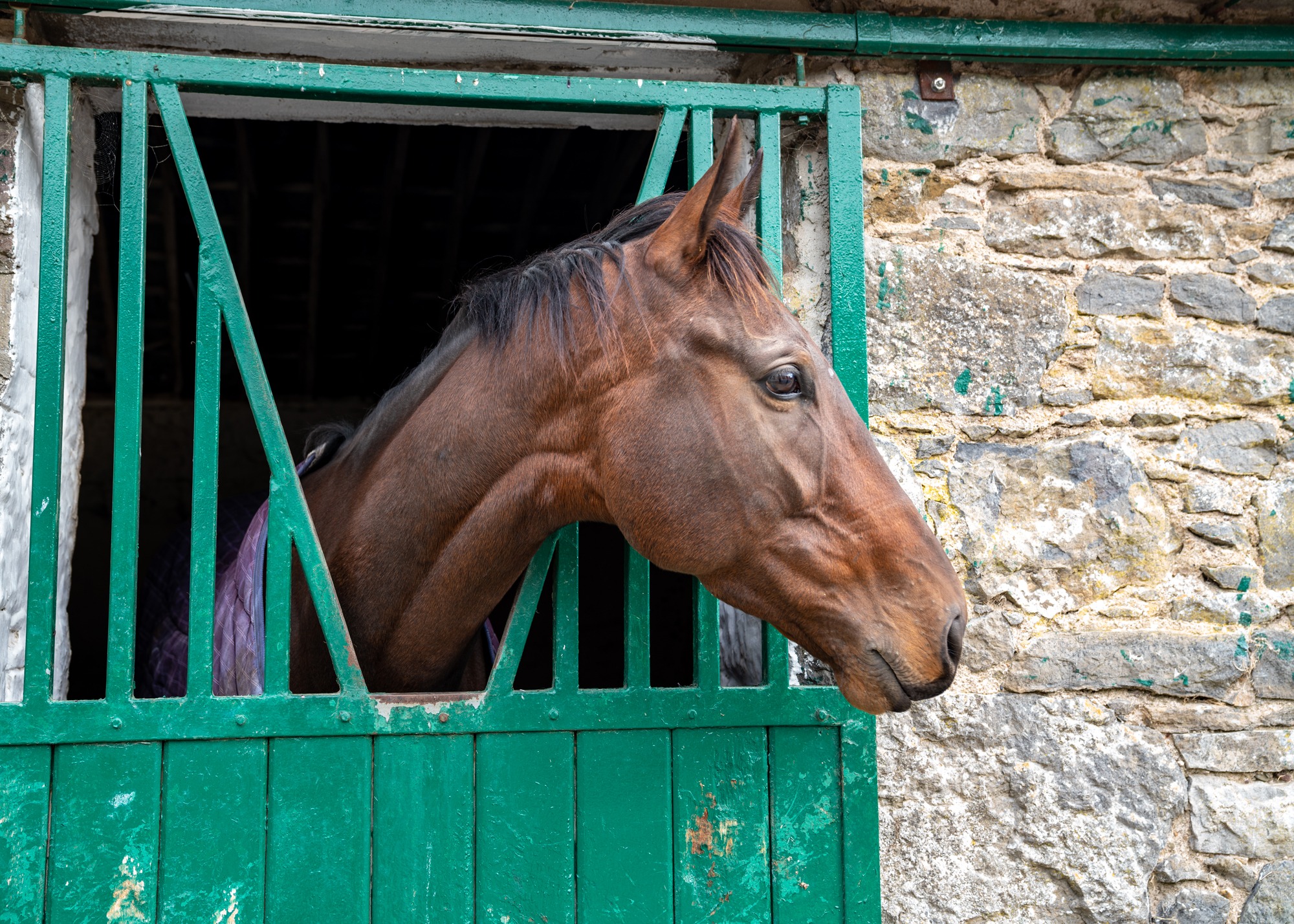 Cross Country in Tipperary, Ireland - Globetrotting horse riding holidays