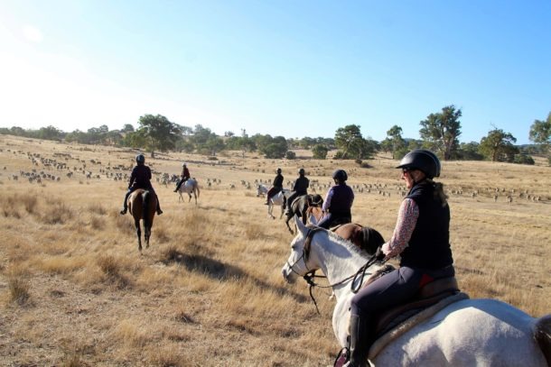 horse riding holiday Grape Horse Adventure Globetrotting Barossa Valley South Australia