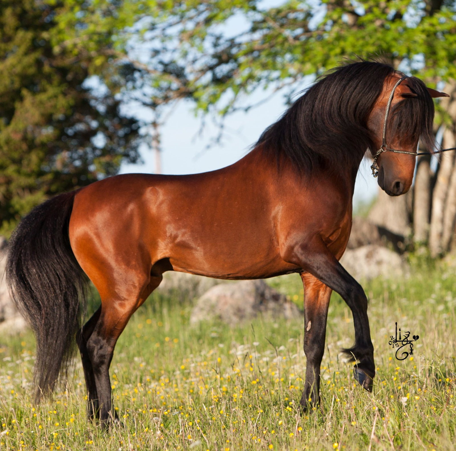 Horse Breed: Caspian - Nordic Lights - Globetrotting horse riding holidays