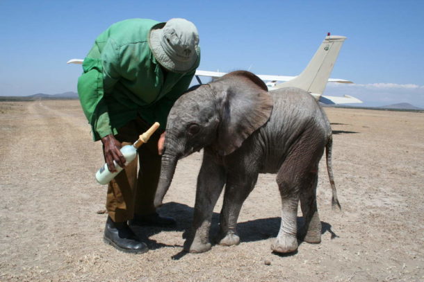 sheldrick wildlife trust orphan elephants project
