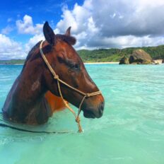 swimming horse in tropical sea riding holiday Indonesia by globetrotting