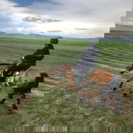 Khovsgol Ride, Mongolia - Globetrotting horse riding holidays