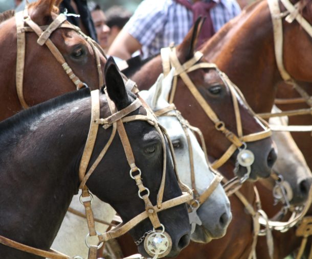 horse riding holiday Argentina horse breed Criollo