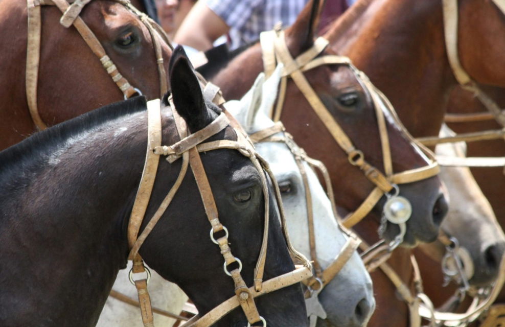 horse riding holiday Argentina horse breed Criollo