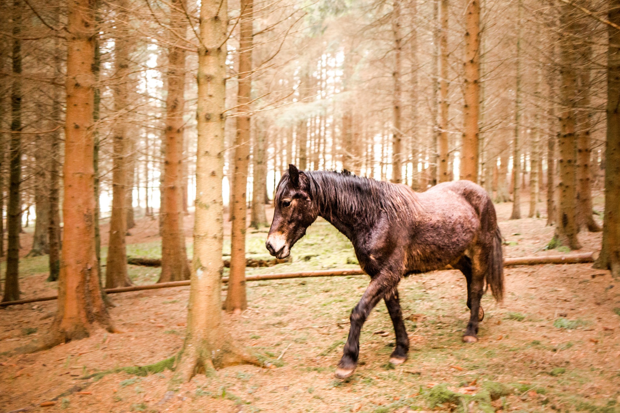 horse riding holiday in Wales