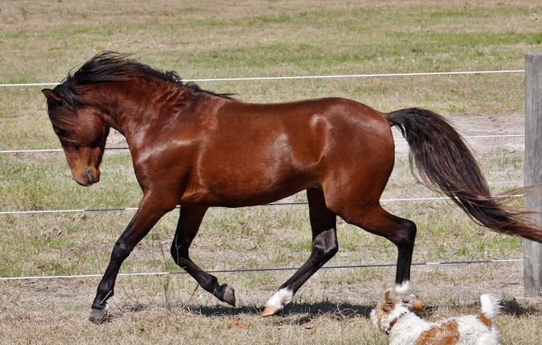 Horse Breed: Caspian - Dick Kearley - Globetrotting horse riding holidays