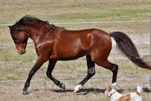 Horse Breed: Caspian - Dick Kearley - Globetrotting horse riding holidays