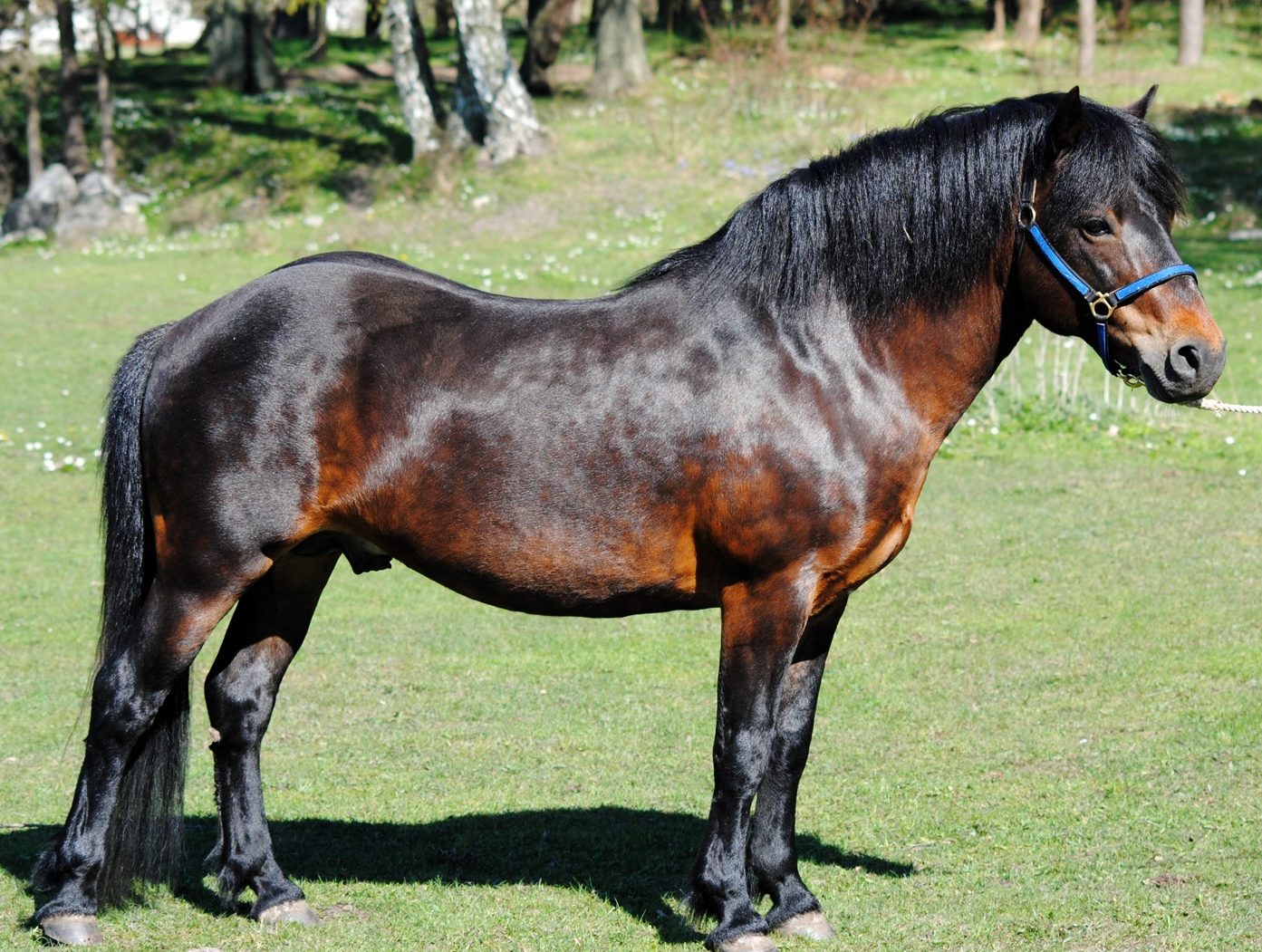 horse breed Gotland pony