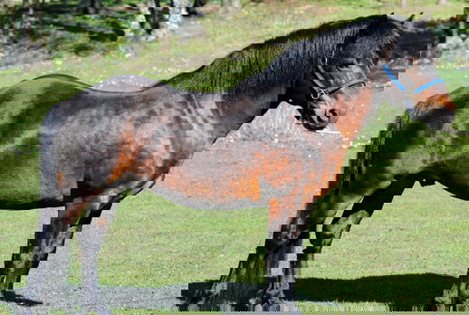 horse breed Gotland pony