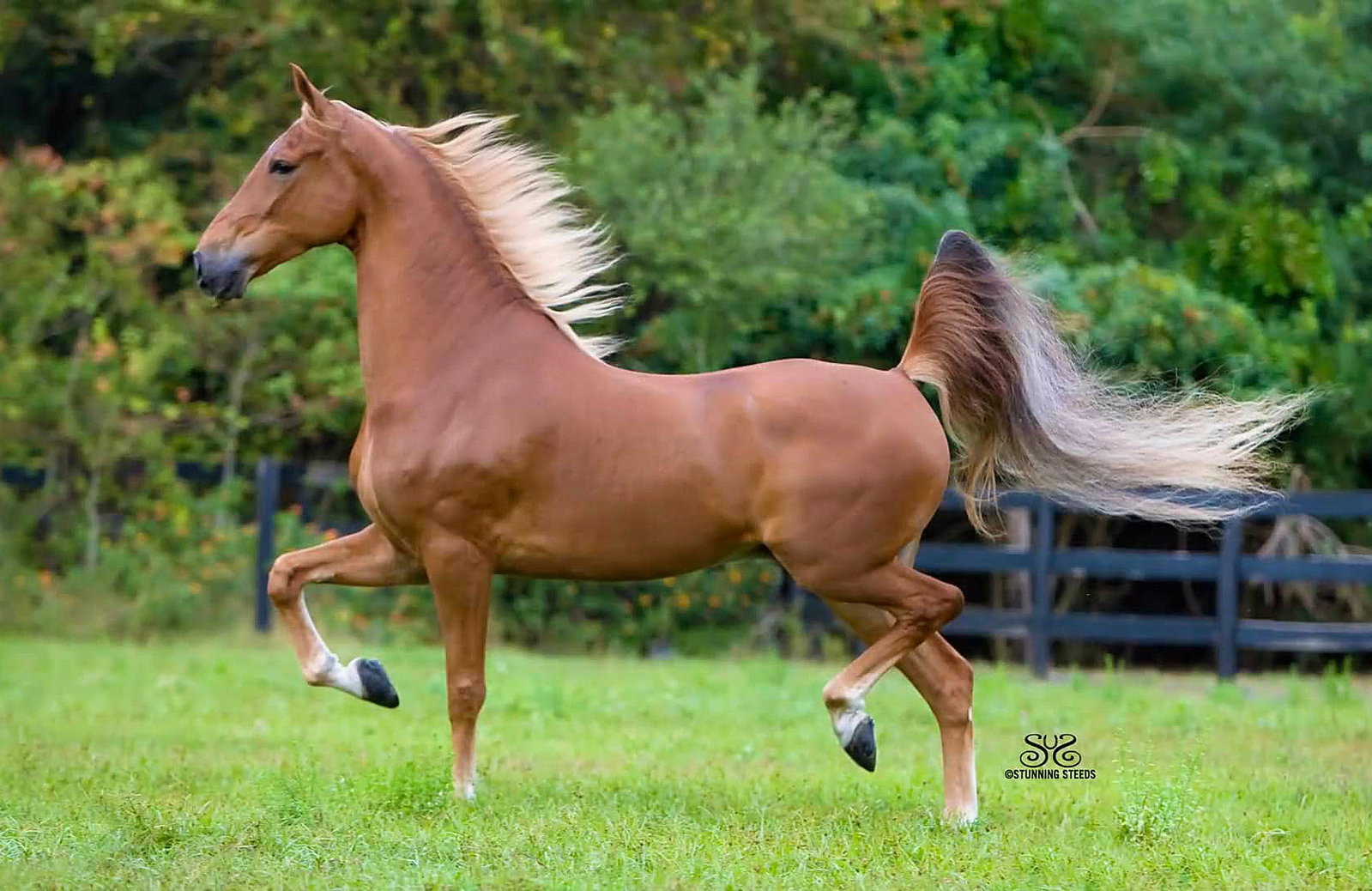 Horse Breed: Saddlebred - Stunning Steeds / Avalon Stables - Globetrotting horse riding holidays
