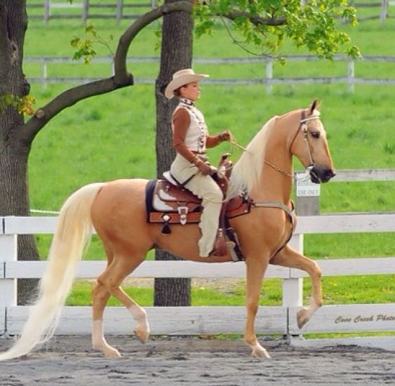 Horse Breed: American Saddlebred - Globetrotting horse riding holidays