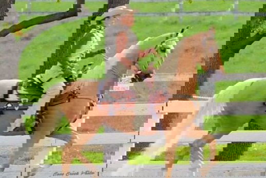 Horse Breed: American Saddlebred - Globetrotting horse riding holidays