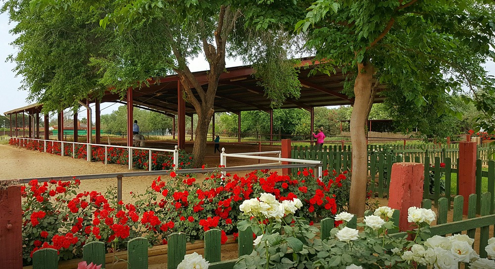 dressage horse riding holiday in Andalusia, Spain