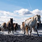 herd of Icelandic horses riding holiday Iceland by globetrotting