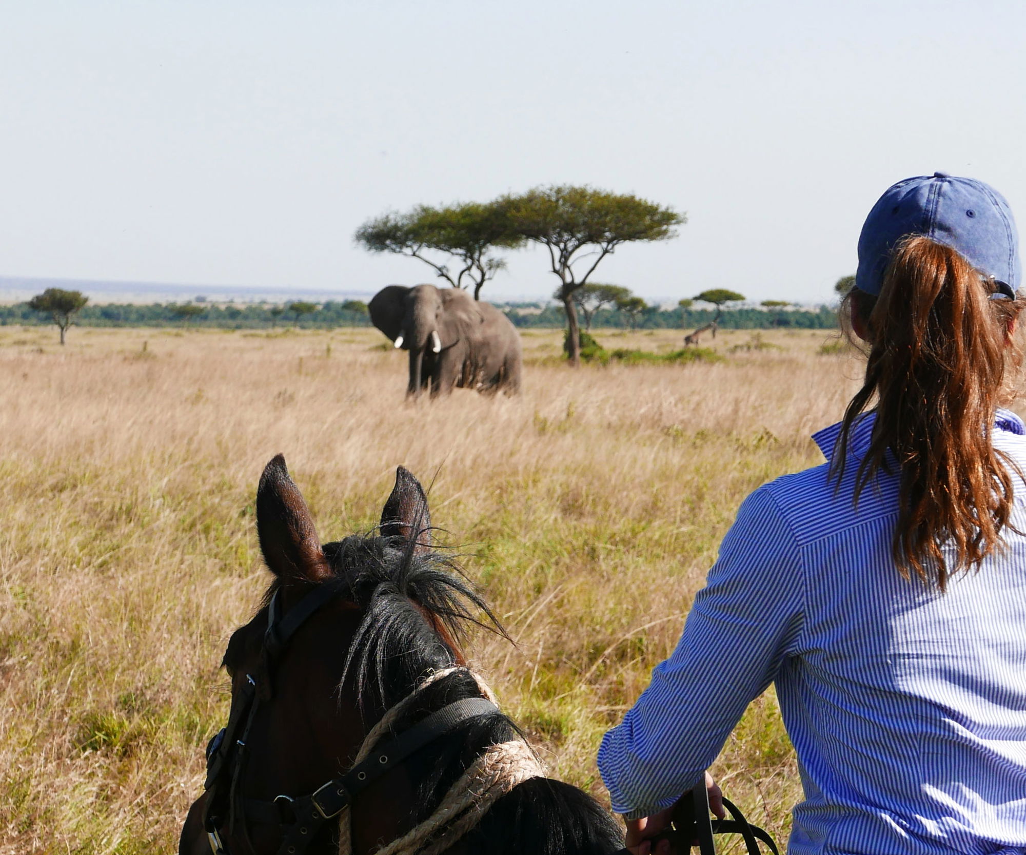 horse riding safari in the Maasai Mara, Kenya