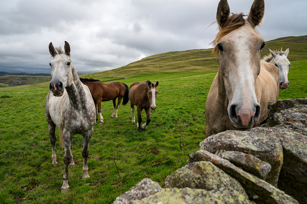 horse riding holiday Scotland