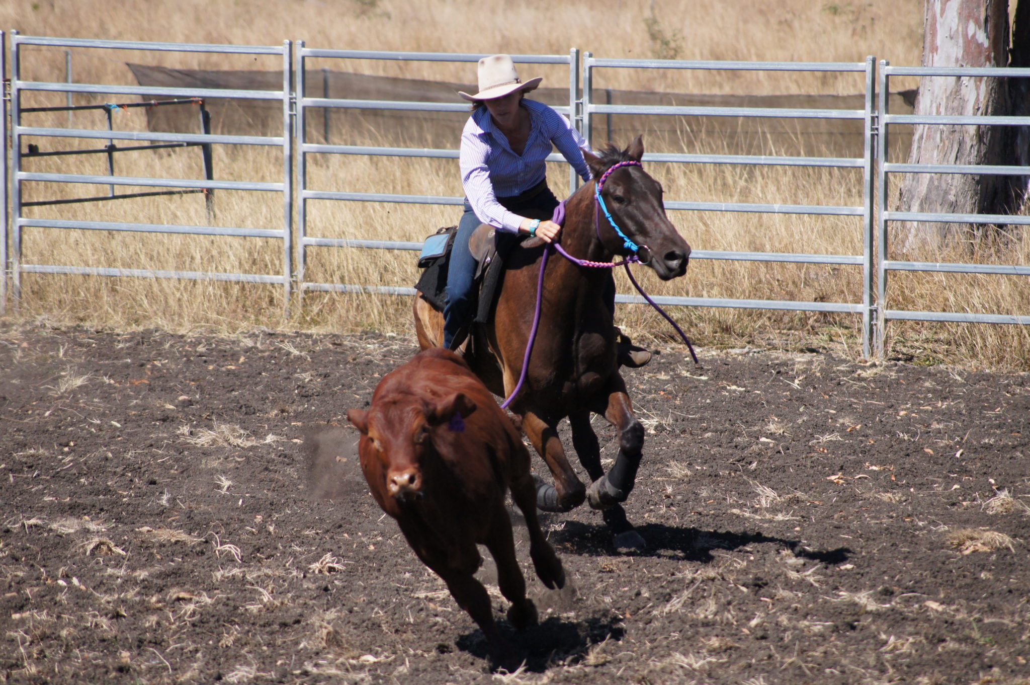 campdrafting horse riding holiday