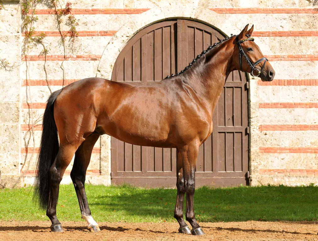 trakehner_horse-know-it-all
