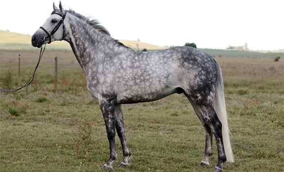 horse breed Trakehner
